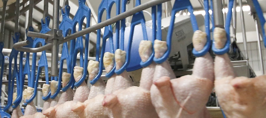ROBUSTOS GANCHOS DE EVISCERACIÓN Y GANCHOS PORTAPAQUETES